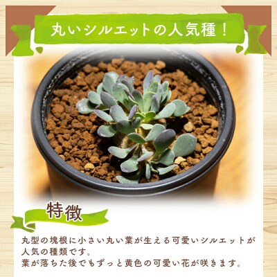 塊根植物 カカリオイデス オトンナ cc-0010