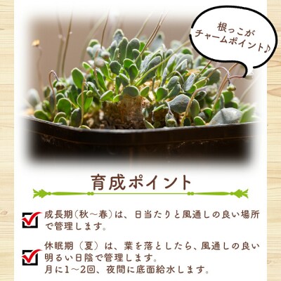 塊根植物 カカリオイデス オトンナ cc-0010