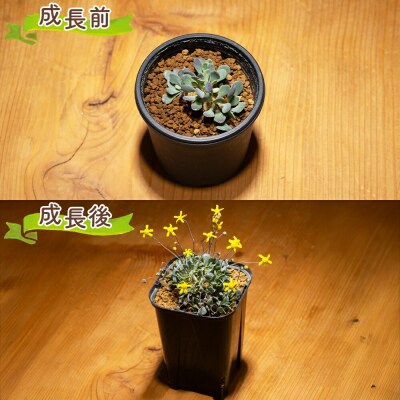 塊根植物 カカリオイデス オトンナ cc-0010