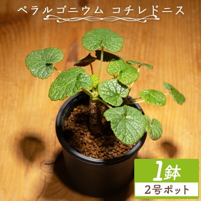 コチレドニス ペラルゴニウム cc-0012