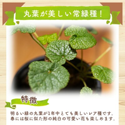 コチレドニス ペラルゴニウム cc-0012