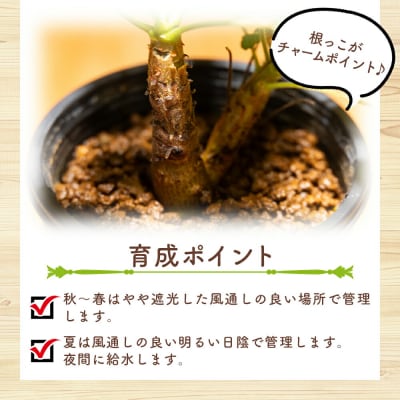 塊根植物 コチレドニス ペラルゴニウム cc-0012