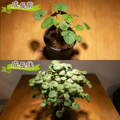 コチレドニス ペラルゴニウム cc-0012