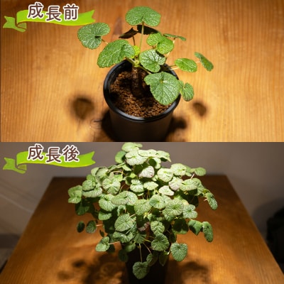 塊根植物 コチレドニス ペラルゴニウム cc-0012