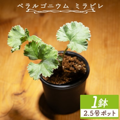 ミラビレ ペラルゴニウム cc-0013