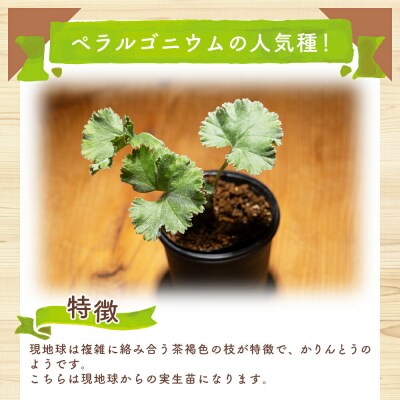塊根植物 ミラビレ ペラルゴニウム cc-0013
