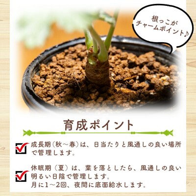塊根植物 ミラビレ ペラルゴニウム cc-0013