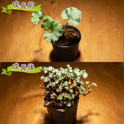 塊根植物 ミラビレ ペラルゴニウム cc-0013