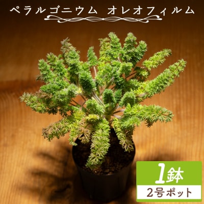 塊根植物 オレオフィルム ペラルゴニウム cc-0014