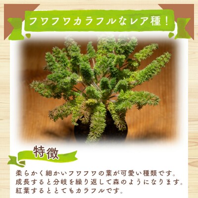 オレオフィルム ペラルゴニウム cc-0014