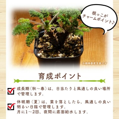 塊根植物 オレオフィルム ペラルゴニウム cc-0014