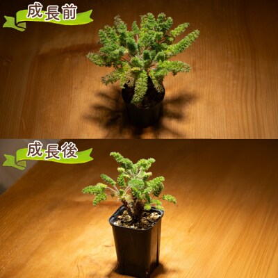 塊根植物 オレオフィルム ペラルゴニウム cc-0014