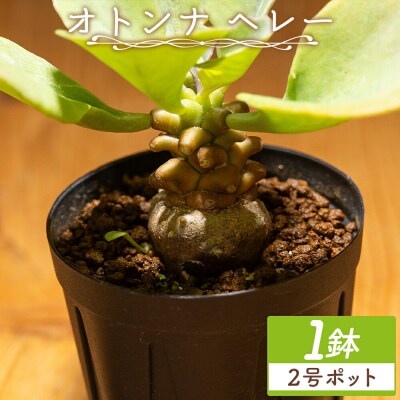 塊根植物 ヘレー オトンナ cc-0007