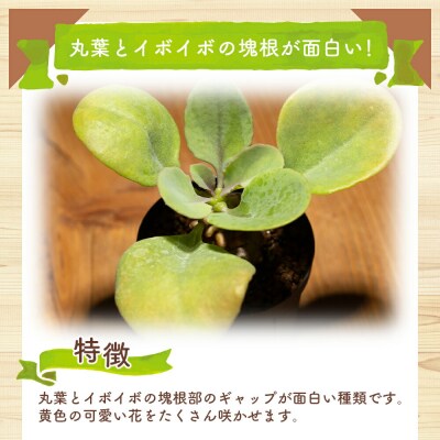 塊根植物 ヘレー オトンナ cc-0007
