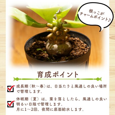 塊根植物 ヘレー オトンナ cc-0007