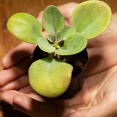 塊根植物 ヘレー オトンナ cc-0007