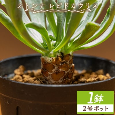 塊根植物 レピドカウリス オトンナ cc-0005