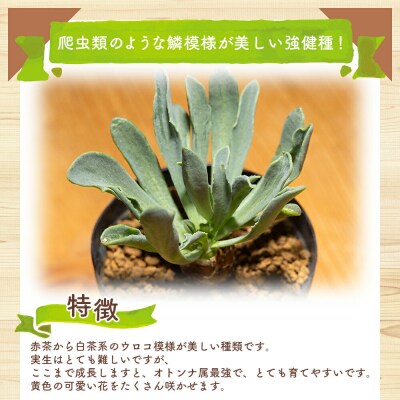 塊根植物 レピドカウリス オトンナ cc-0005