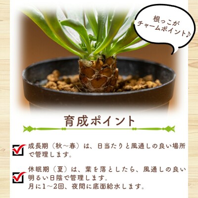 塊根植物 レピドカウリス オトンナ cc-0005