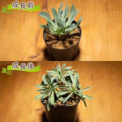塊根植物 レピドカウリス オトンナ cc-0005