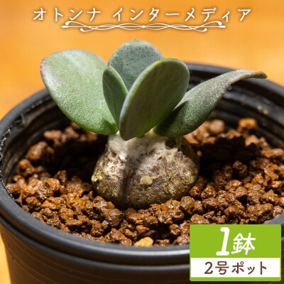 塊根植物 オトンナ インターメディア 1鉢(2号ポット) cc-0004