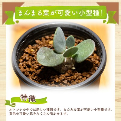 塊根植物 オトンナ インターメディア 1鉢(2号ポット) cc-0004