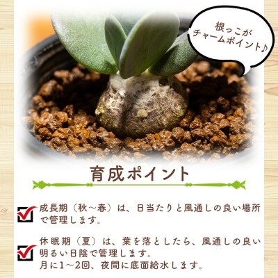 塊根植物 オトンナ インターメディア 1鉢(2号ポット) cc-0004