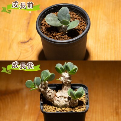 塊根植物 オトンナ インターメディア 1鉢(2号ポット) cc-0004