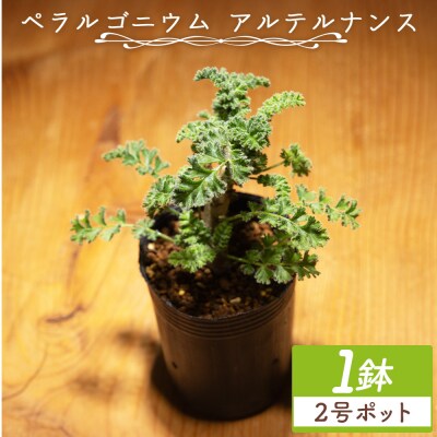塊根植物 アルテルナンス ペラルゴニウム cc-0015