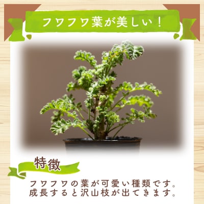 アルテルナンス ペラルゴニウム cc-0015