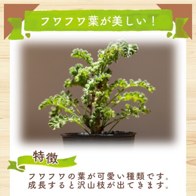 塊根植物 アルテルナンス ペラルゴニウム cc-0015
