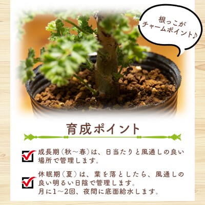 塊根植物 アルテルナンス ペラルゴニウム cc-0015