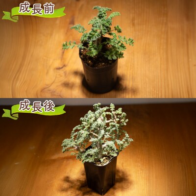 塊根植物 アルテルナンス ペラルゴニウム cc-0015