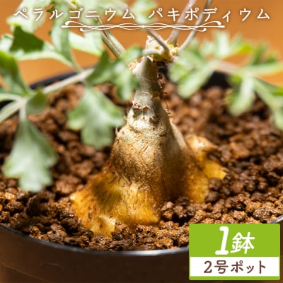 パキポディウム ペラルゴニウム cc-0016