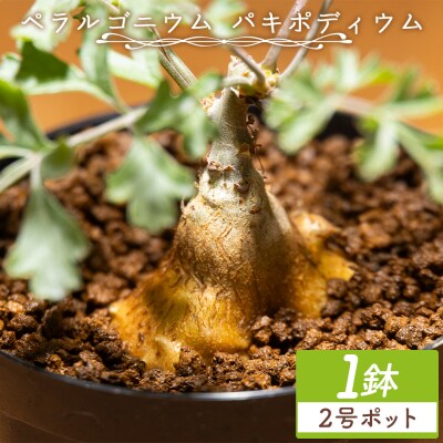 多肉植物 塊根植物 パキポディウム ペラルゴニウム cc-0016