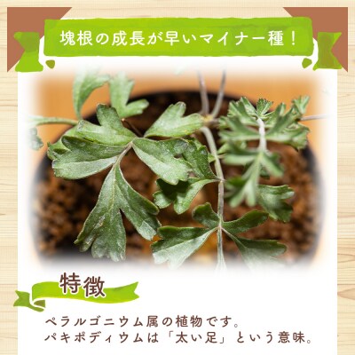 多肉植物 塊根植物 パキポディウム ペラルゴニウム cc-0016