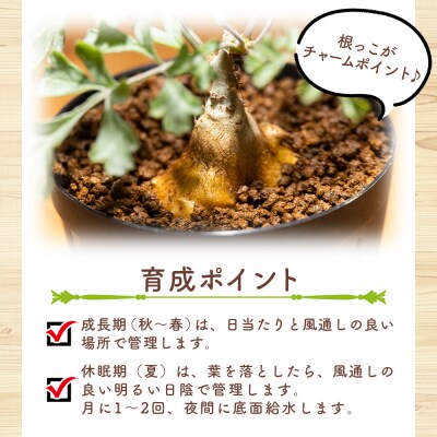 多肉植物 塊根植物 パキポディウム ペラルゴニウム cc-0016