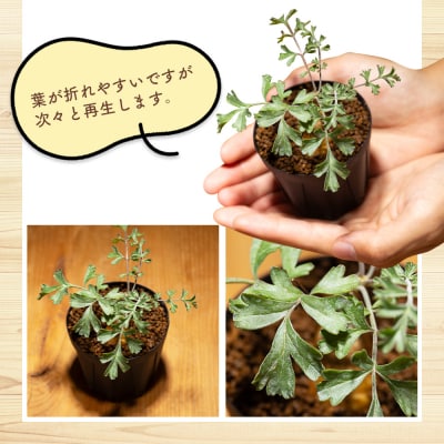 パキポディウム ペラルゴニウム cc-0016