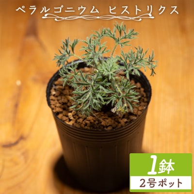 ヒストリクス ペラルゴニウム cc-0018