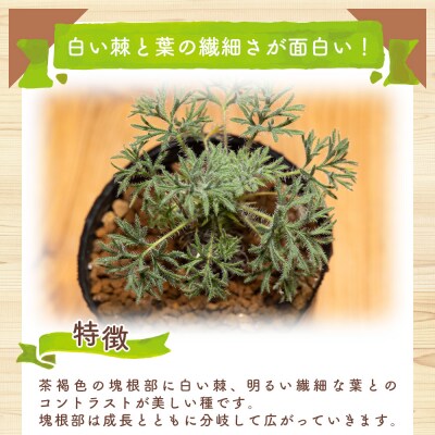 塊根植物 ヒストリクス ペラルゴニウム cc-0018