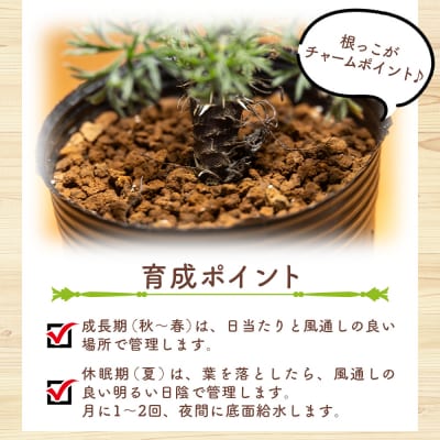 ヒストリクス ペラルゴニウム cc-0018