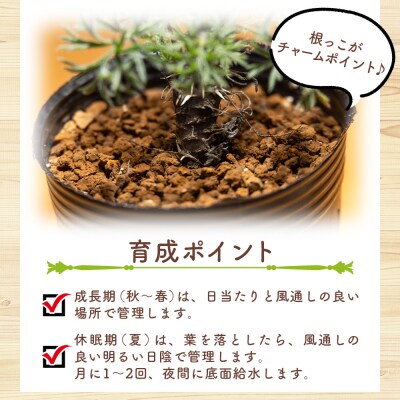塊根植物 ヒストリクス ペラルゴニウム cc-0018