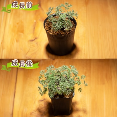 ヒストリクス ペラルゴニウム cc-0018