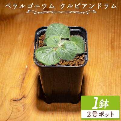 塊根植物 クルビアンドラム ペラルゴニウム cc-0017