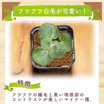 クルビアンドラム ペラルゴニウム cc-0017