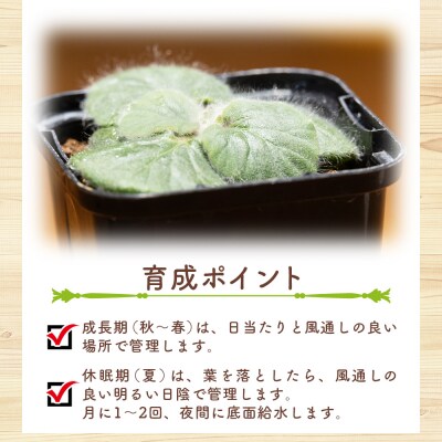 塊根植物 クルビアンドラム ペラルゴニウム cc-0017
