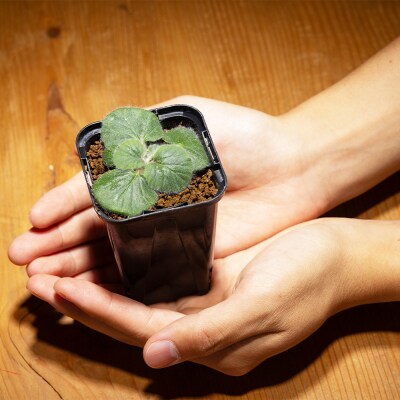 塊根植物 クルビアンドラム ペラルゴニウム cc-0017