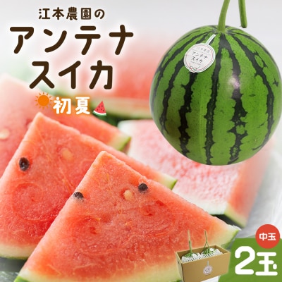 【数量限定】江本農園 初夏 アンテナスイカ 2玉 em-0034