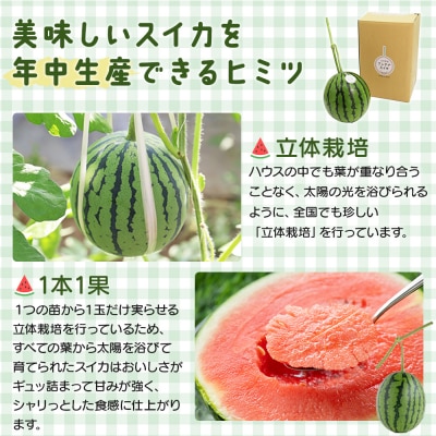 【数量限定】江本農園 初夏 アンテナスイカ 2玉 em-0034