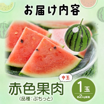 【数量限定】江本農園 初夏 アンテナスイカ 1玉 em-0033